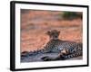 Cheetah Resting, Okavango Delta, Botswana-Pete Oxford-Framed Photographic Print