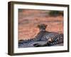 Cheetah Resting, Okavango Delta, Botswana-Pete Oxford-Framed Photographic Print