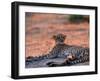 Cheetah Resting, Okavango Delta, Botswana-Pete Oxford-Framed Photographic Print