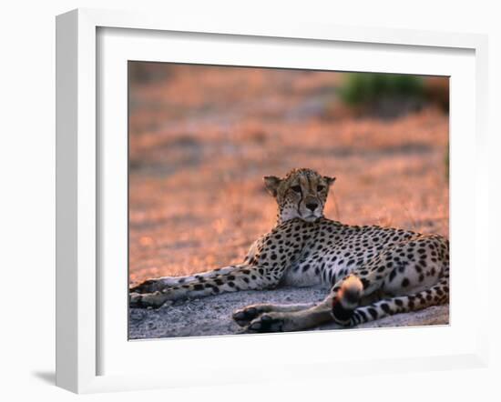 Cheetah Resting, Okavango Delta, Botswana-Pete Oxford-Framed Photographic Print