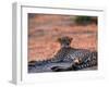 Cheetah Resting, Okavango Delta, Botswana-Pete Oxford-Framed Photographic Print