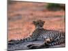 Cheetah Resting, Okavango Delta, Botswana-Pete Oxford-Mounted Photographic Print