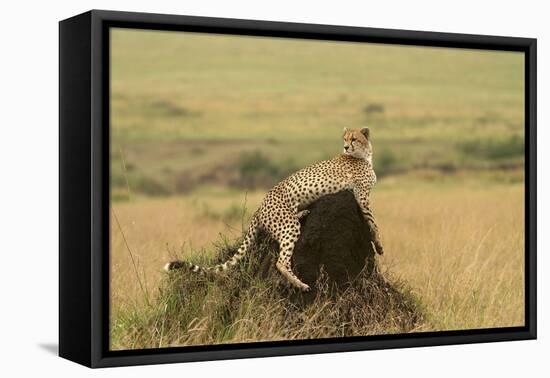 Cheetah Resting on Mound-null-Framed Stretched Canvas