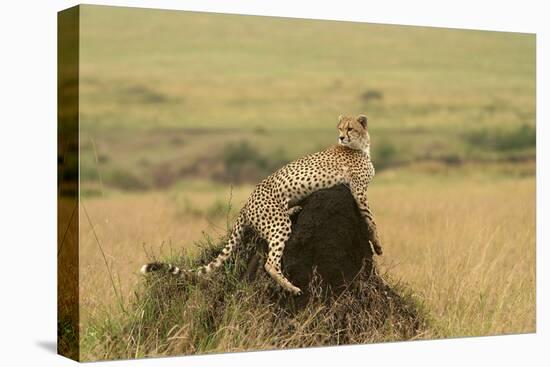 Cheetah Resting on Mound-null-Stretched Canvas