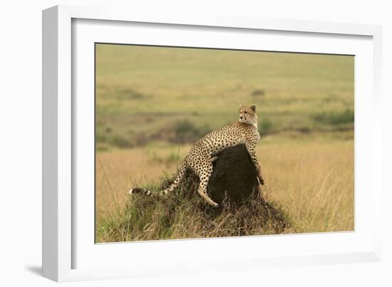 Cheetah Resting on Mound-null-Framed Photographic Print