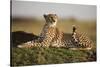 Cheetah Resting on Termite Mound at Dawn-Paul Souders-Stretched Canvas