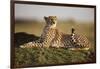 Cheetah Resting on Termite Mound at Dawn-Paul Souders-Framed Photographic Print