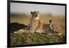 Cheetah Resting on Termite Mound at Dawn-Paul Souders-Framed Photographic Print