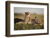 Cheetah Resting on Termite Mound at Dawn-Paul Souders-Framed Photographic Print