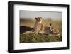 Cheetah Resting on Termite Mound at Dawn-Paul Souders-Framed Photographic Print