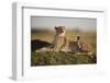 Cheetah Resting on Termite Mound at Dawn-Paul Souders-Framed Photographic Print