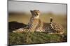 Cheetah Resting on Termite Mound at Dawn-Paul Souders-Mounted Photographic Print