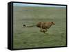 Cheetah Running Across Grassland in Country in Africa-John Dominis-Framed Stretched Canvas