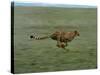 Cheetah Running Across Grassland in Country in Africa-John Dominis-Stretched Canvas