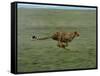 Cheetah Running Across Grassland in Country in Africa-John Dominis-Framed Stretched Canvas