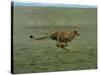 Cheetah Running Across Grassland in Country in Africa-John Dominis-Stretched Canvas