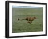 Cheetah Running Across Grassland in Country in Africa-John Dominis-Framed Photographic Print