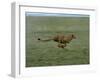 Cheetah Running Across Grassland in Country in Africa-John Dominis-Framed Photographic Print