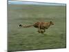 Cheetah Running Across Grassland in Country in Africa-John Dominis-Mounted Photographic Print