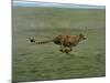 Cheetah Running Across Grassland in Country in Africa-John Dominis-Mounted Photographic Print