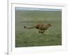 Cheetah Running Across Grassland in Country in Africa-John Dominis-Framed Photographic Print
