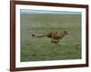 Cheetah Running Across Grassland in Country in Africa-John Dominis-Framed Photographic Print