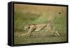Cheetah Running Full Stretch-null-Framed Stretched Canvas