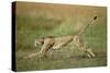 Cheetah Running Full Stretch-null-Stretched Canvas