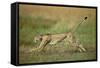 Cheetah Running Full Stretch-null-Framed Stretched Canvas