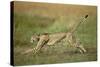 Cheetah Running Full Stretch-null-Stretched Canvas