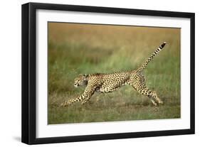 Cheetah Running Full Stretch-null-Framed Photographic Print