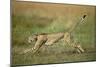 Cheetah Running Full Stretch-null-Mounted Photographic Print