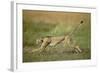 Cheetah Running Full Stretch-null-Framed Photographic Print