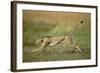 Cheetah Running Full Stretch-null-Framed Photographic Print