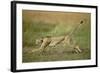 Cheetah Running Full Stretch-null-Framed Photographic Print