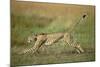 Cheetah Running Full Stretch-null-Mounted Photographic Print