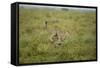 Cheetah Running-Paul Souders-Framed Stretched Canvas