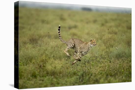 Cheetah Running-Paul Souders-Stretched Canvas