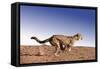 Cheetah Running-null-Framed Stretched Canvas