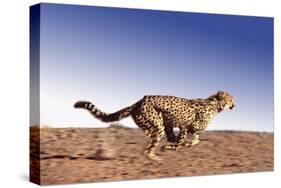 Cheetah Running-null-Stretched Canvas