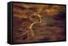 Cheetah Running-null-Framed Stretched Canvas