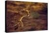 Cheetah Running-null-Stretched Canvas