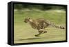 Cheetah Running-null-Framed Stretched Canvas