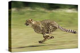 Cheetah Running-null-Stretched Canvas