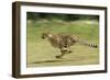 Cheetah Running-null-Framed Premium Photographic Print