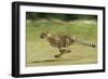 Cheetah Running-null-Framed Premium Photographic Print