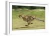 Cheetah Running-null-Framed Premium Photographic Print