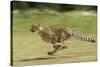 Cheetah Running-null-Stretched Canvas