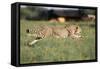 Cheetah Running-null-Framed Stretched Canvas