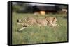 Cheetah Running-null-Framed Stretched Canvas